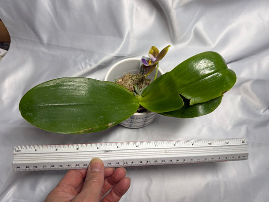 Phalaenopsis Mituo Blue Cat 260310 Flowering