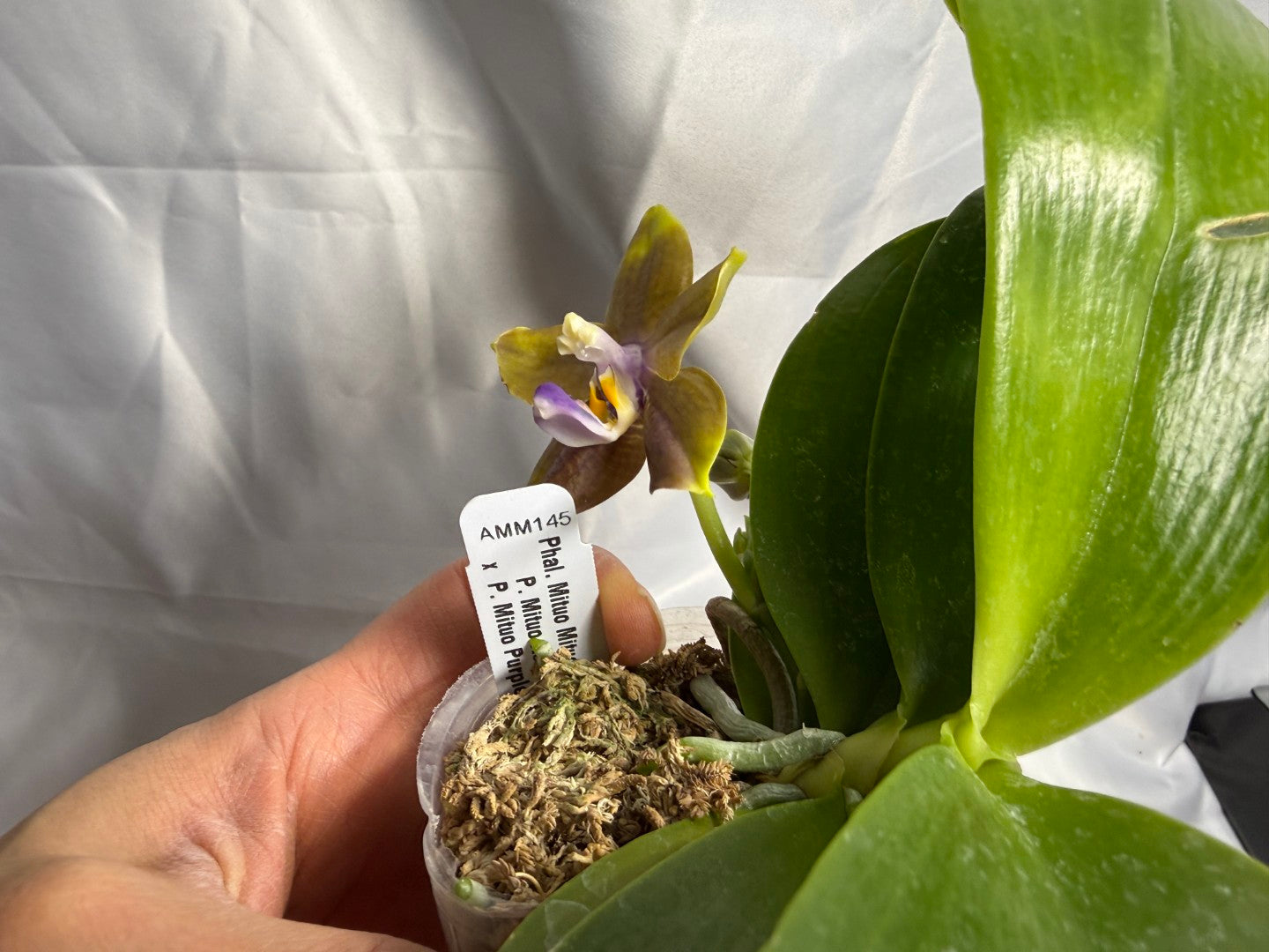 Phalaenopsis Mituo Blue Cat 260310 Flowering