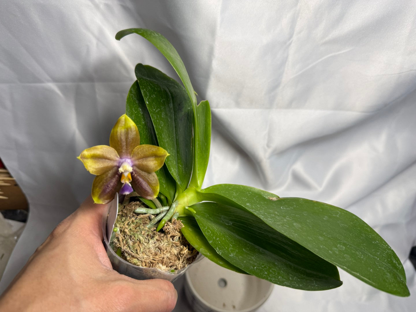 Phalaenopsis Mituo Blue Cat 260310 Flowering