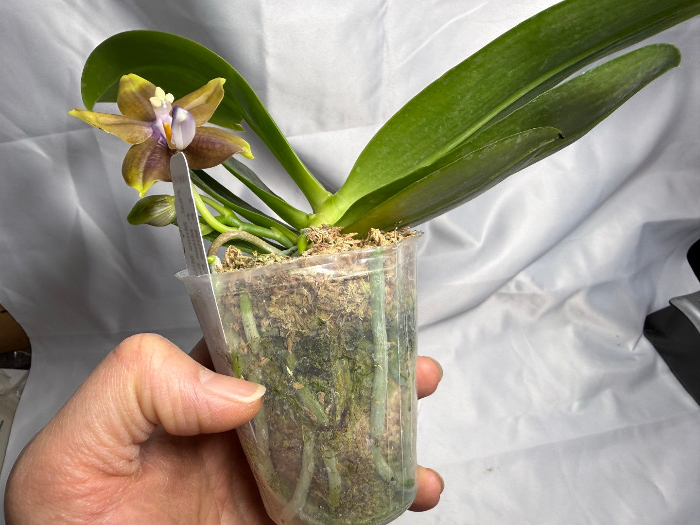 Phalaenopsis Mituo Blue Cat 260310 Flowering