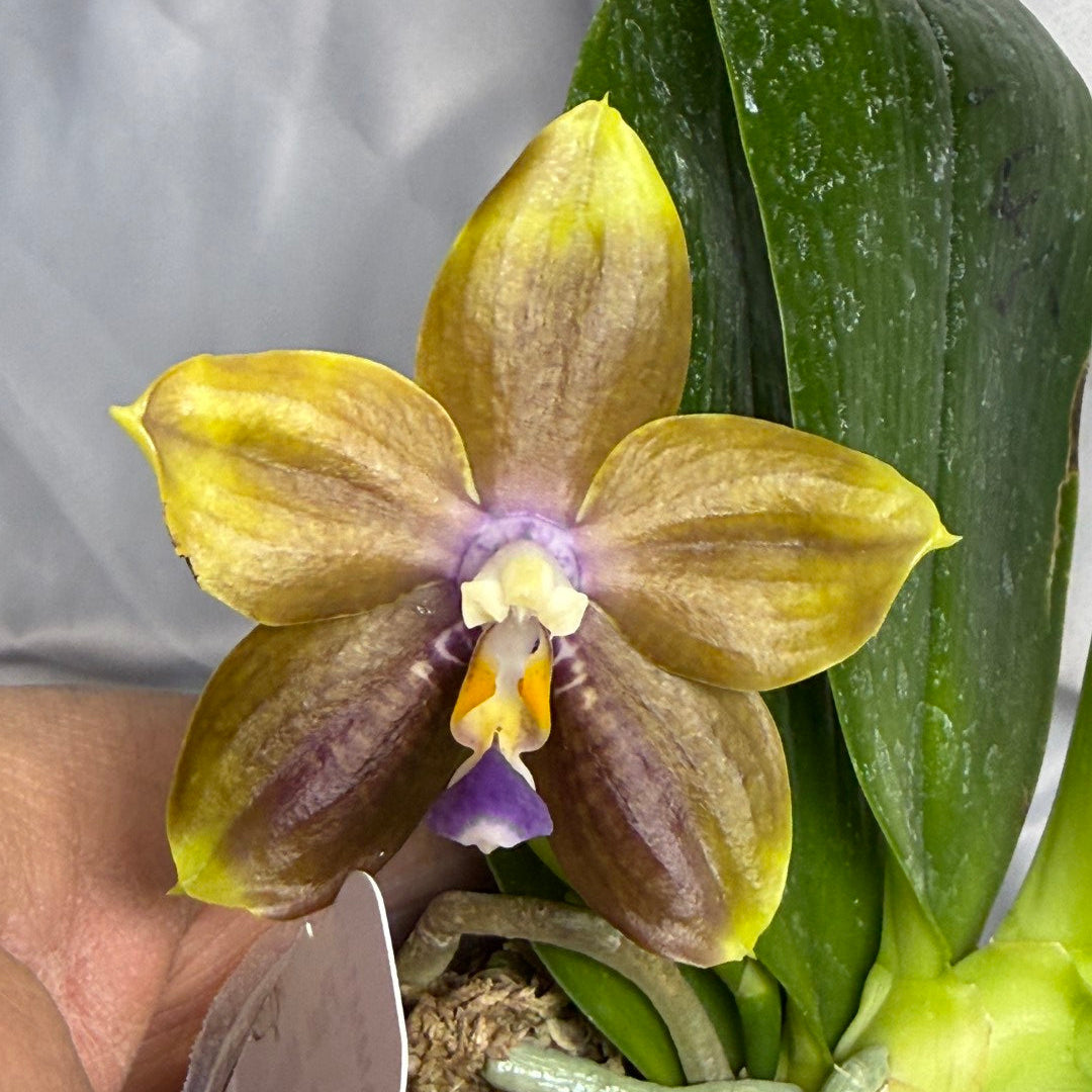 Phalaenopsis Mituo Blue Cat 260310 Flowering