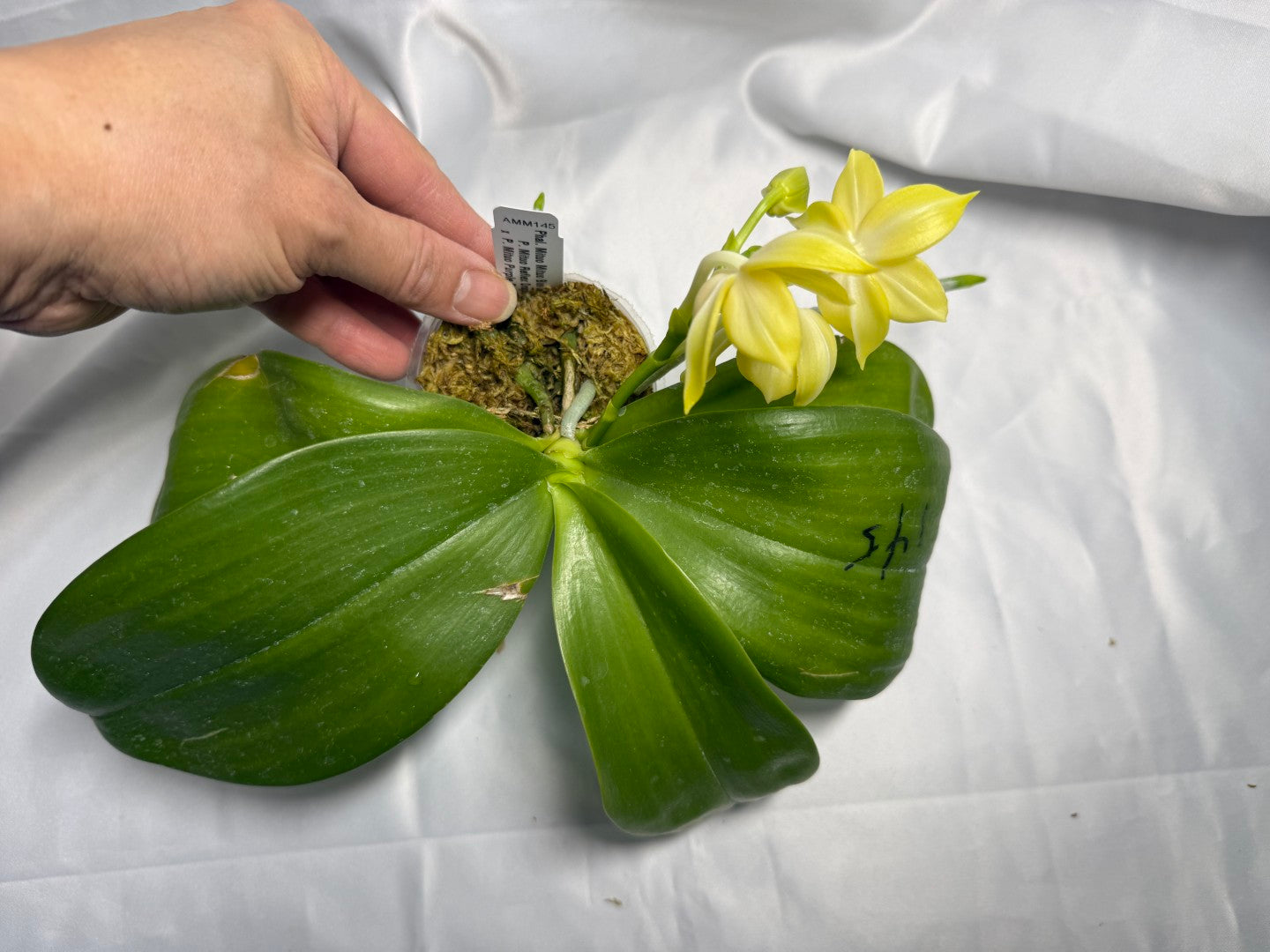 Phalaenopsis Mituo Blue Cat (Canary) 260311 Flowering