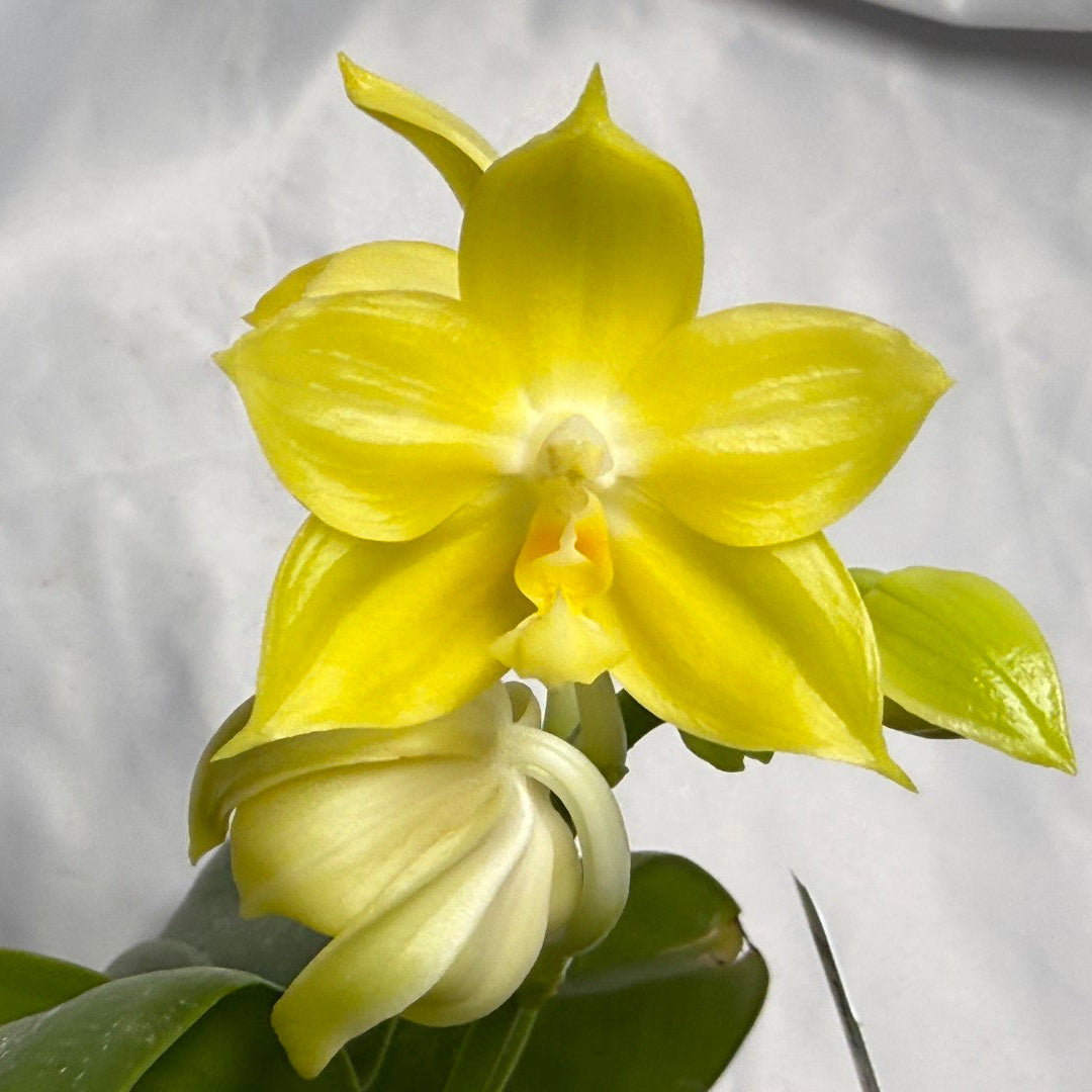 Phalaenopsis Mituo Blue Cat (Canary) 260311 Flowering