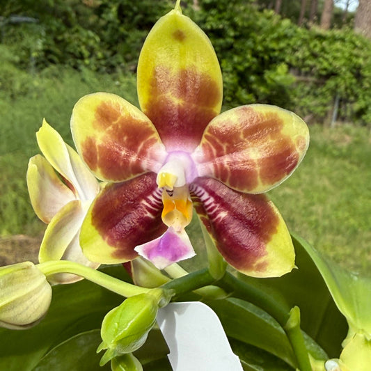 Phalaenopsis Mituo Blue Cat - Seed Grown 260420 Flowering