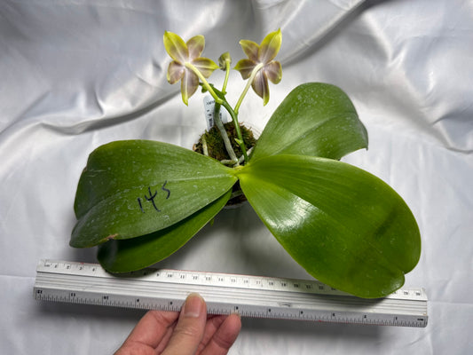 Phalaenopsis Mituo Blue Cat - Seed Grown 260420 Flowering