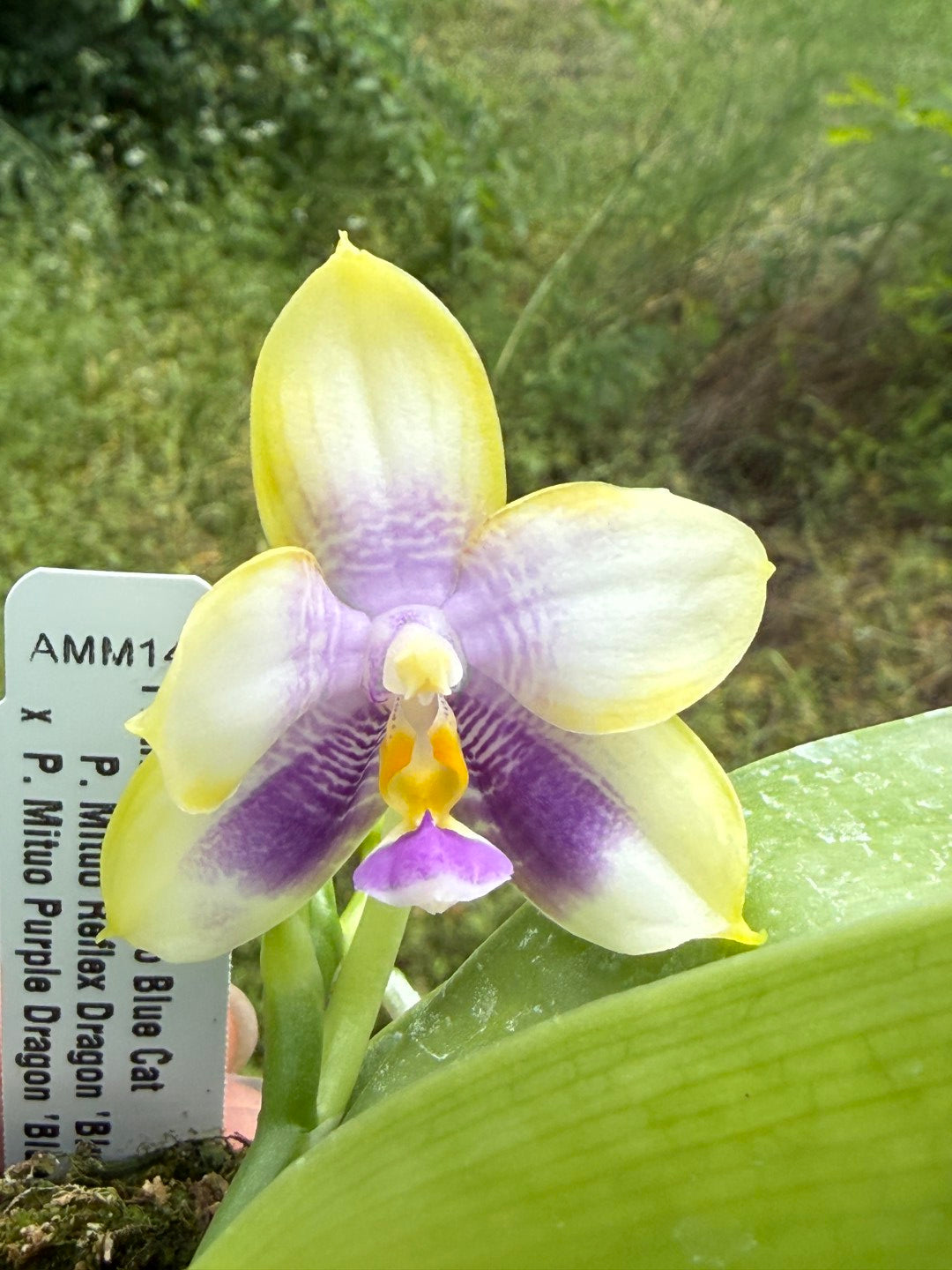 Phalaenopsis Mituo Blue Cat - Seed Grown 260423 Flowering
