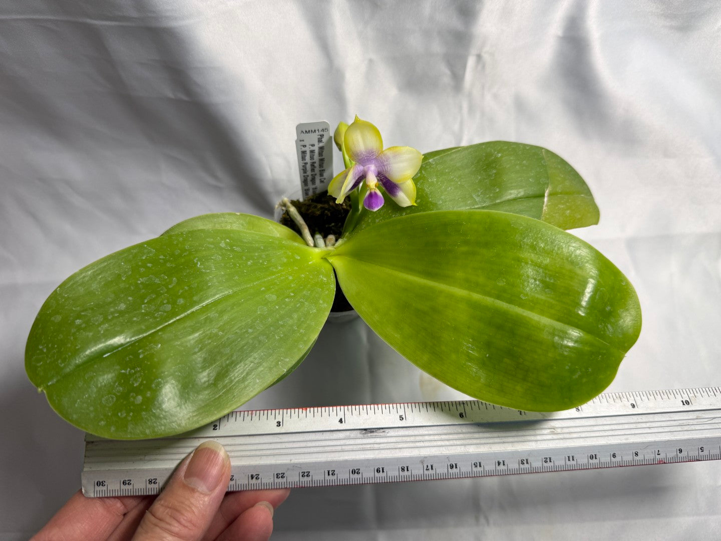 Phalaenopsis Mituo Blue Cat - Seed Grown 260423 Flowering