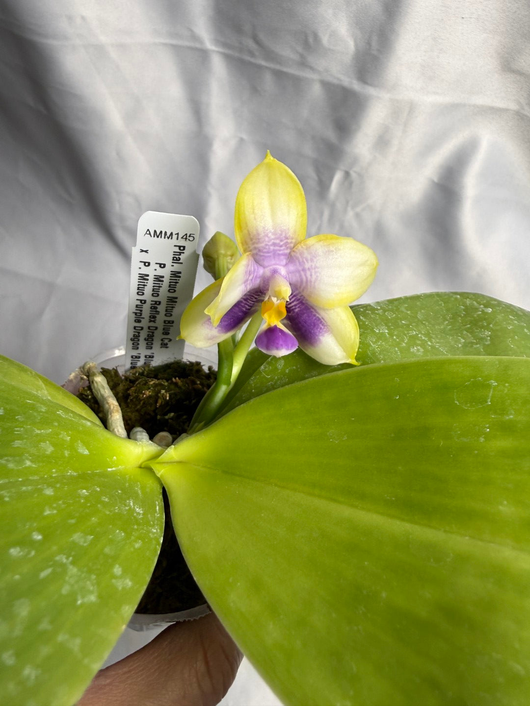 Phalaenopsis Mituo Blue Cat - Seed Grown 260423 Flowering