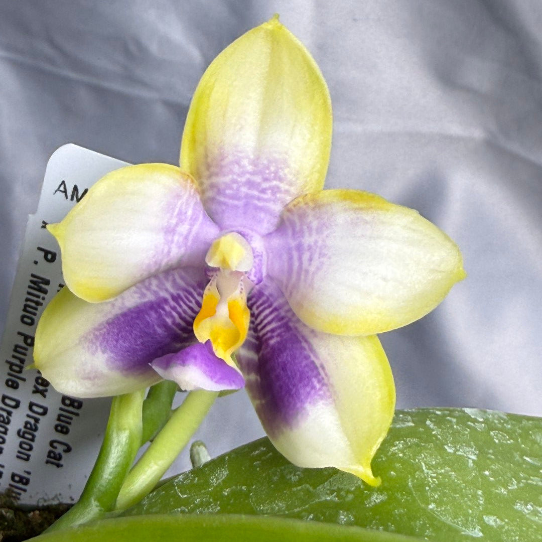 Phalaenopsis Mituo Blue Cat - Seed Grown 260423 Flowering