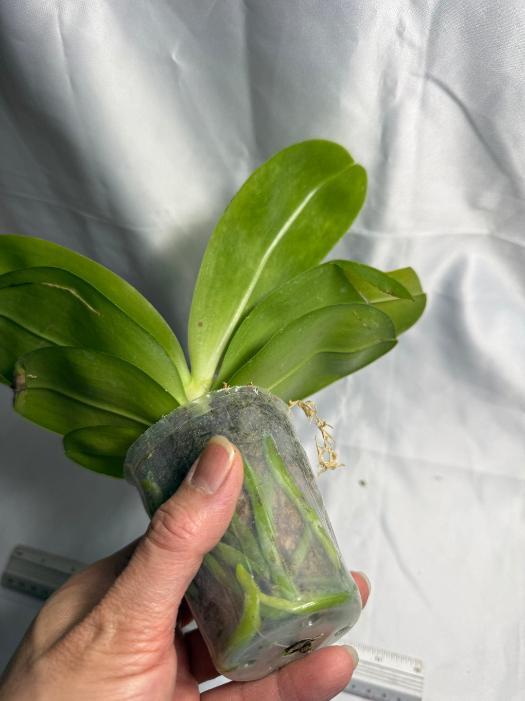 Phalaenopsis Mituo Blue Cat - Seed Grown 260423 Flowering