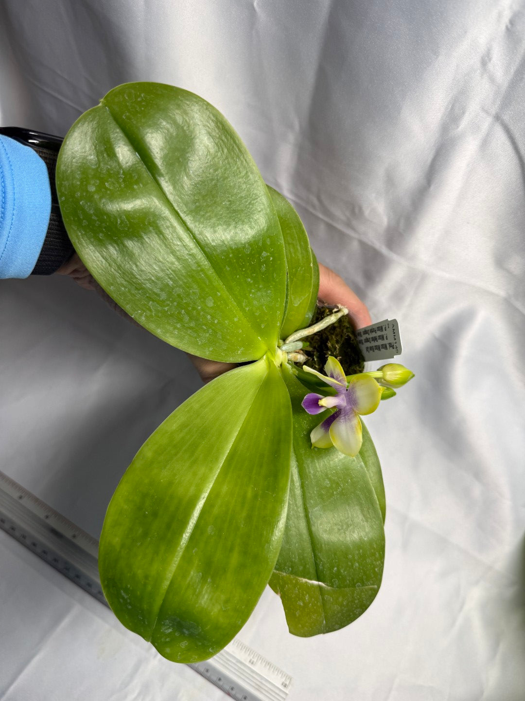 Phalaenopsis Mituo Blue Cat - Seed Grown 260423 Flowering