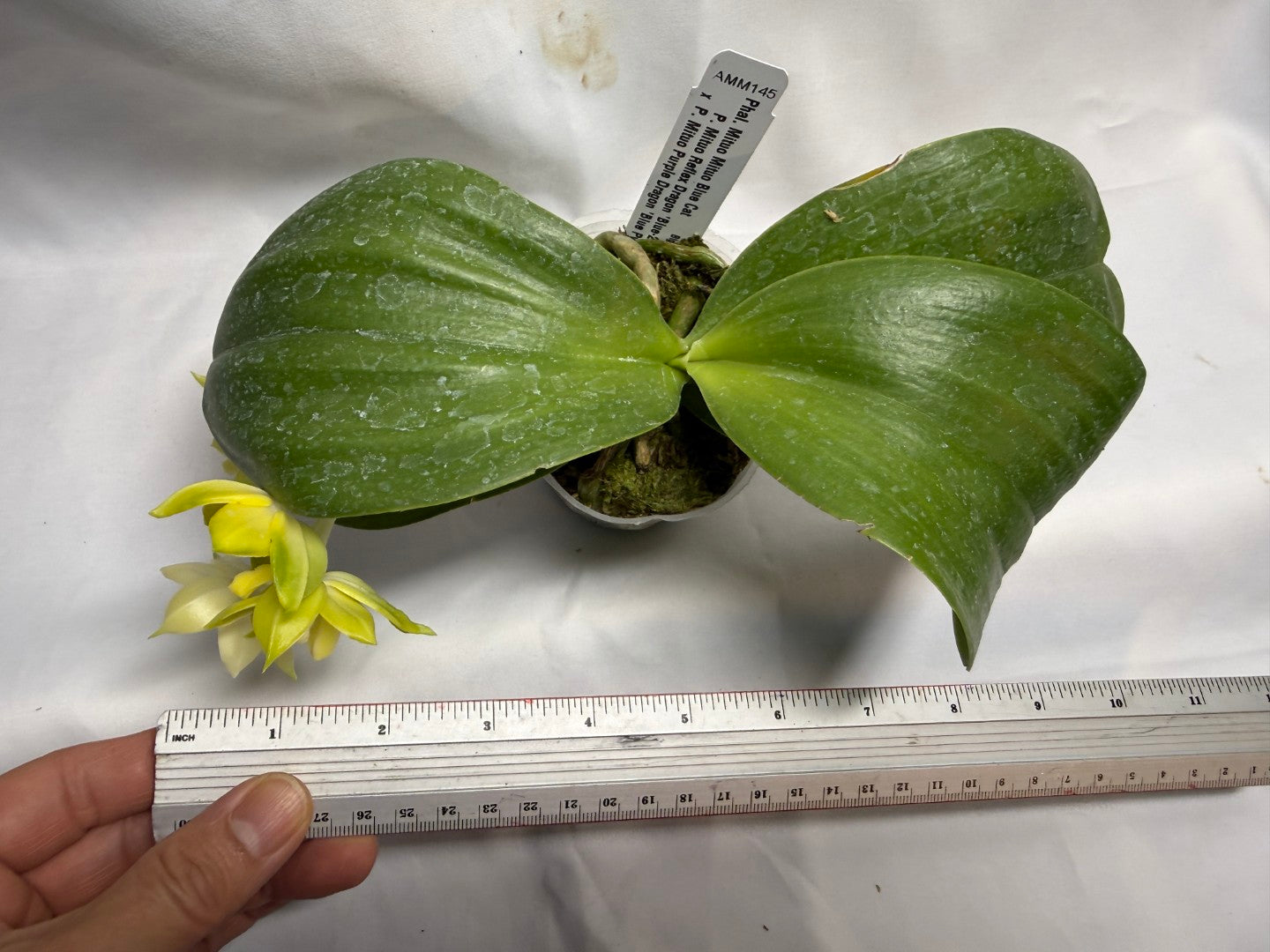 AMM145 Phalaenopsis Mituo Blue Cat (Seed Grown) 260608 Flowering