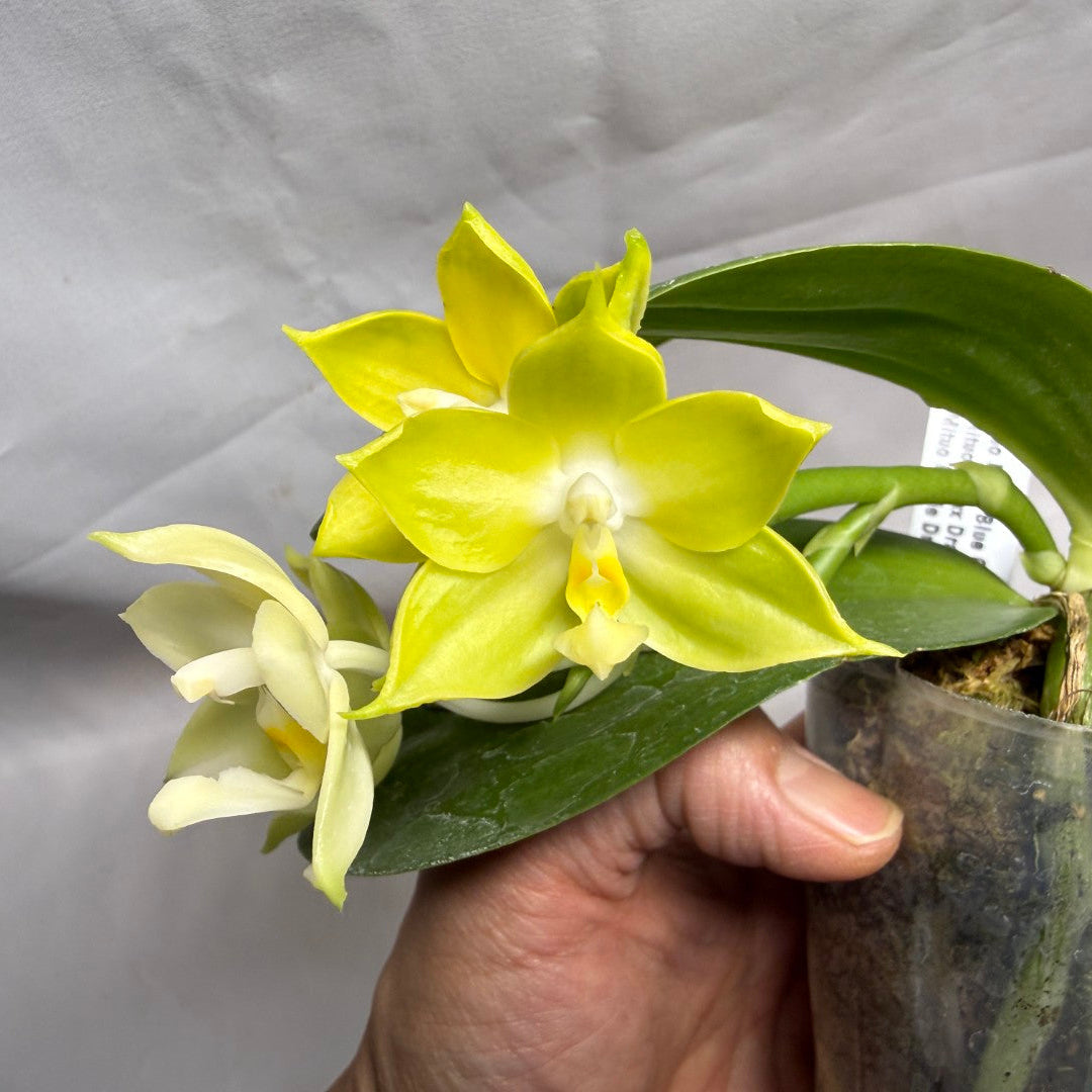 AMM145 Phalaenopsis Mituo Blue Cat (Seed Grown) 260608 Flowering