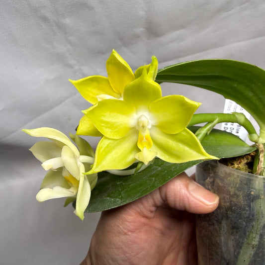 AMM145 Phalaenopsis Mituo Blue Cat (Seed Grown) 260608 Flowering