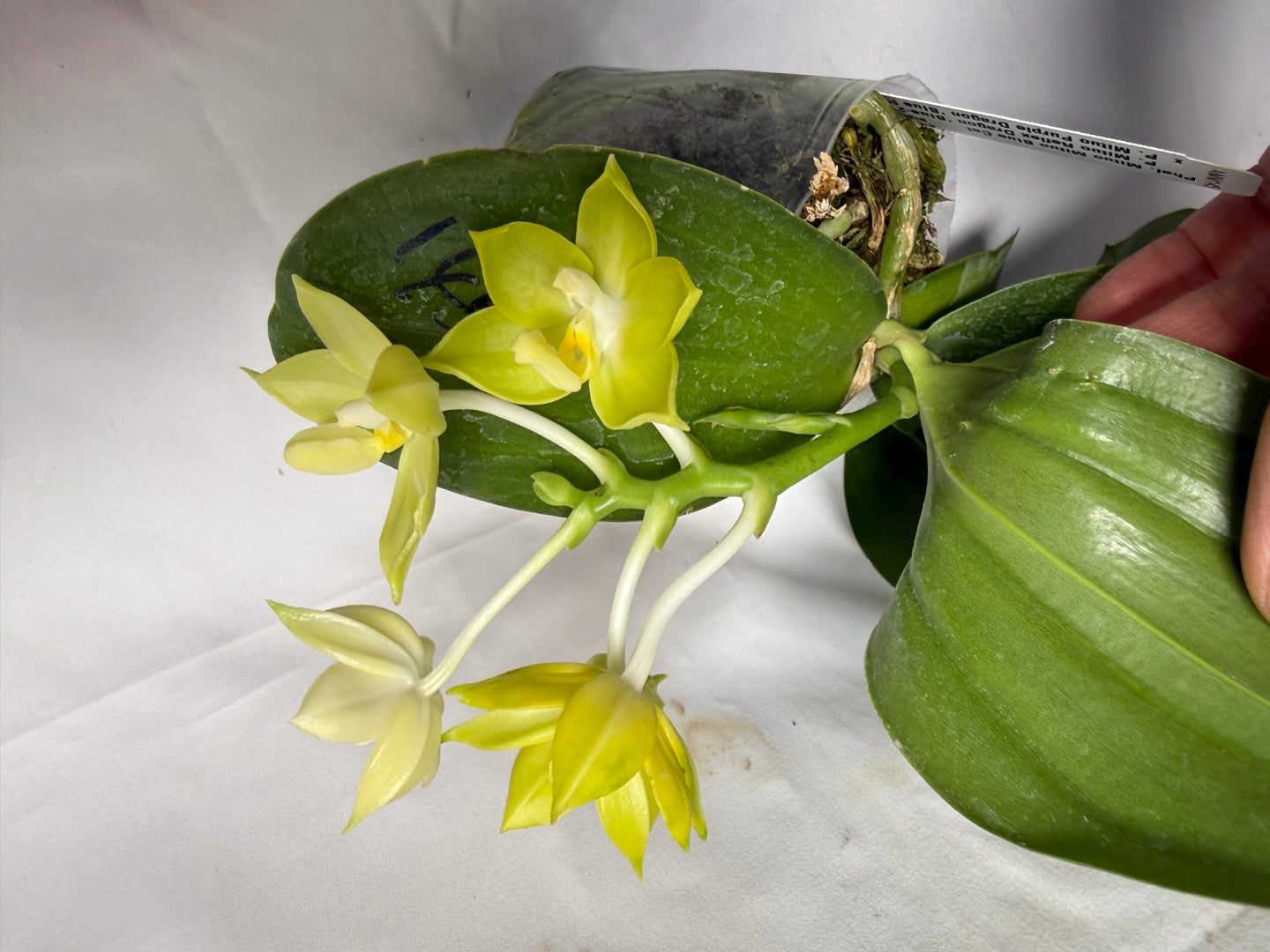 AMM145 Phalaenopsis Mituo Blue Cat (Seed Grown) 260608 Flowering