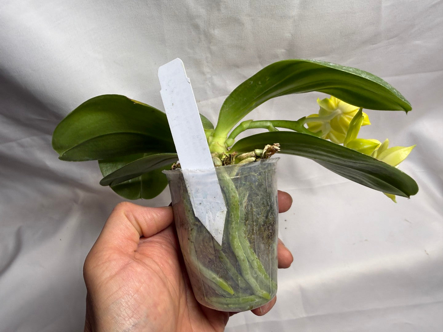 AMM145 Phalaenopsis Mituo Blue Cat (Seed Grown) 260608 Flowering