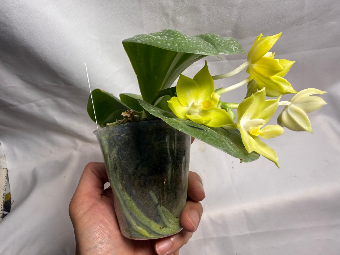 AMM145 Phalaenopsis Mituo Blue Cat (Seed Grown) 260608 Flowering