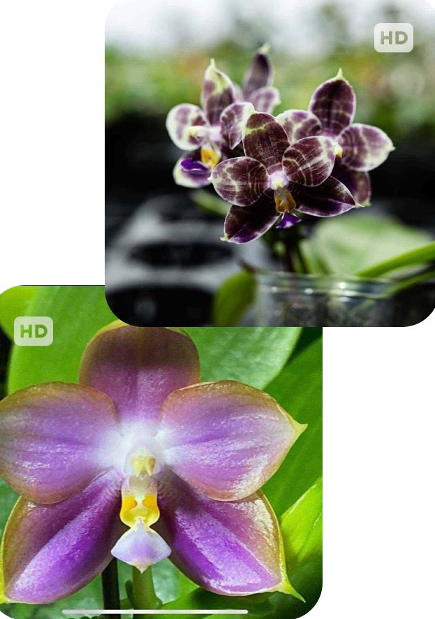 Phalaenopsis Mituo Reflex Dragon 'Blue-2' x Mituo Purple Dragon 'Blue Python'