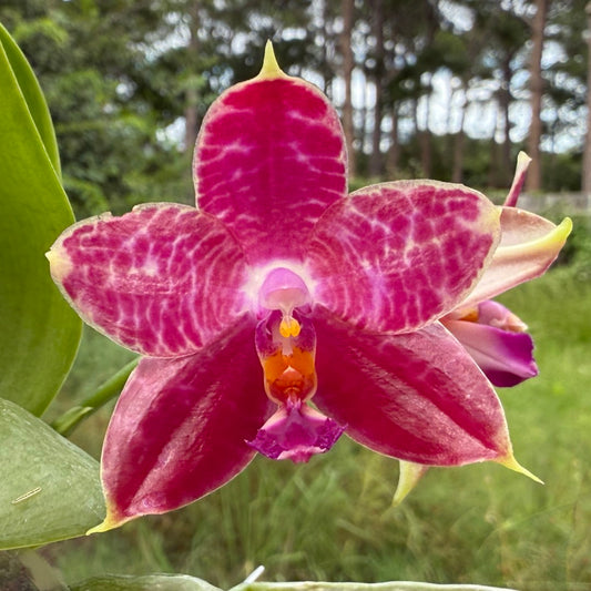 Phalaenopsis Mituo Tel Aviv - 250703 Flowering