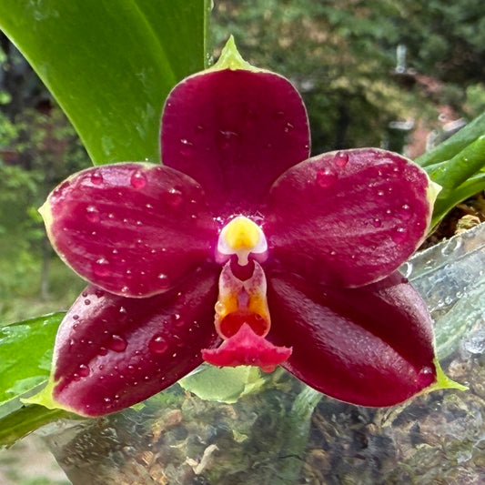 Phalaenopsis Mituo Tel Aviv - 250712 Flowering 2 spikes