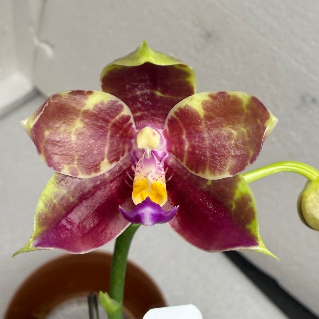 Products – Page 12 – Big Leaf Orchids