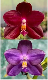 Phalaenopsis (Mituo Red Tiger x Mituo Purple Dragon) - seed grown