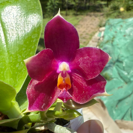 Phalaenopsis Mituo Tel Aviv - 250618 Flowering 2 spikes