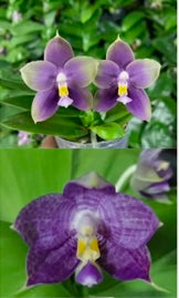 Phalaenopsis (Mituo Blue Bear x Mituo Purple Dragon)- seed grown