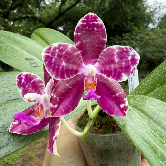 Phalaenopsis (Mel's Lovely Giant x Mituo Golden Tiger) x Mituo Speciosa Dragon 250611 Flowering
