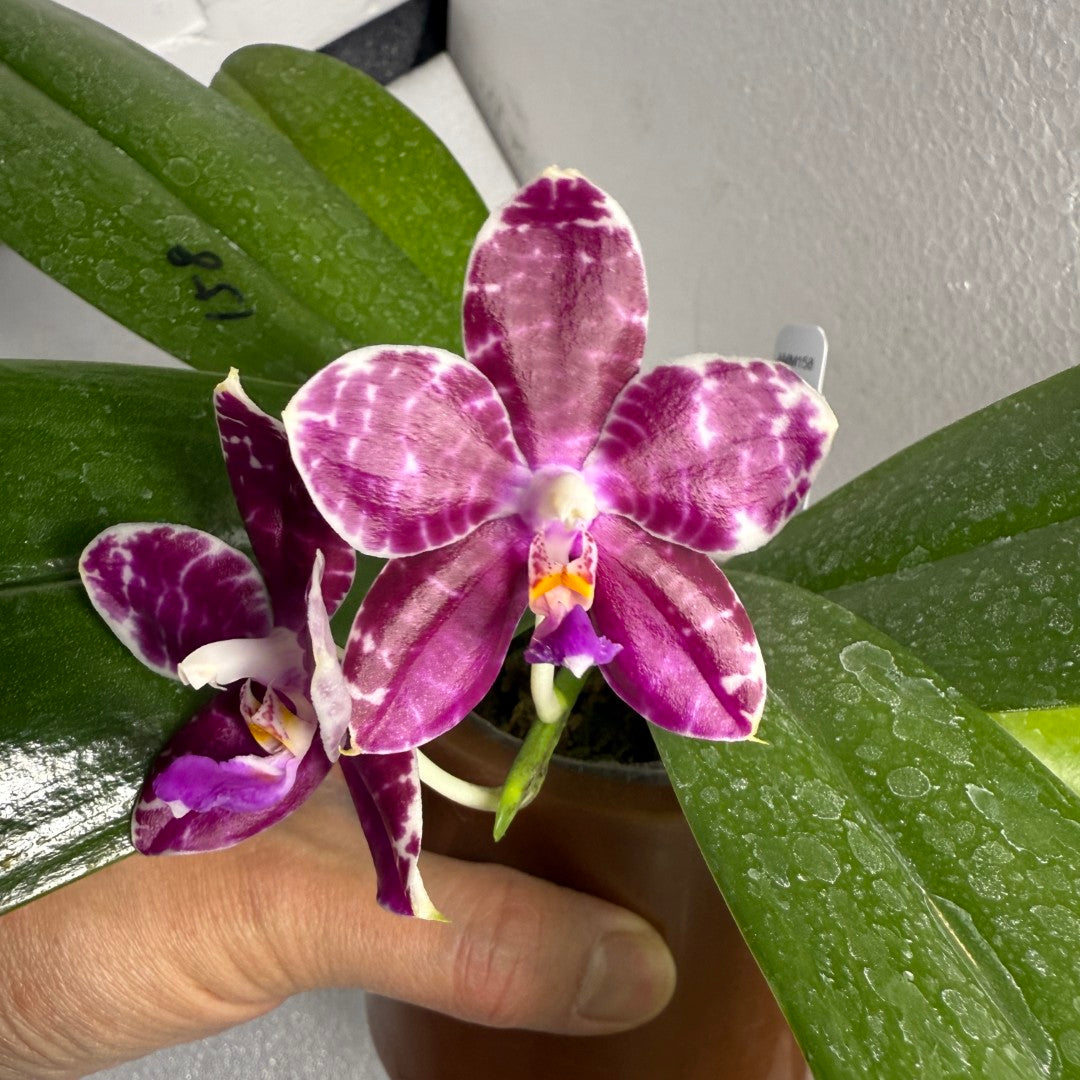 Phalaenopsis (Mel's Lovely Giant x Mituo Golden Tiger) x Mituo Speciosa Dragon 250611 Flowering