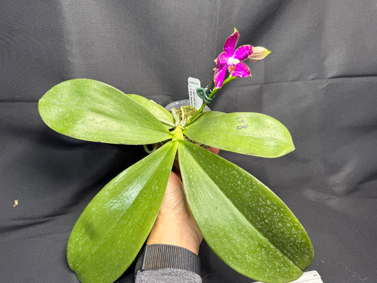 Phalaenopsis Mituo Star Spot 260203 Flowering