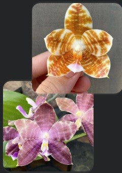 Phalaenopsis (Mel's Lovely Giant x Mituo Golden Tiger) x Mituo Speciosa Dragon - seed grown