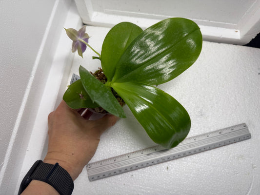 Phalaenopsis Mituo Corgi 250803-B Flowering