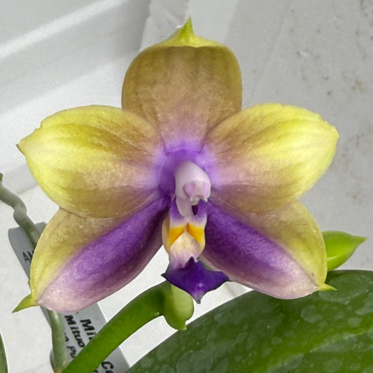 Phalaenopsis Mituo Corgi 250803-A Flowering