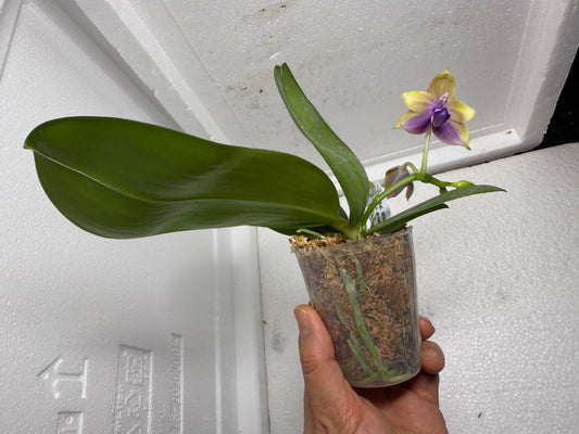 Phalaenopsis Mituo Corgi 250803-A Flowering