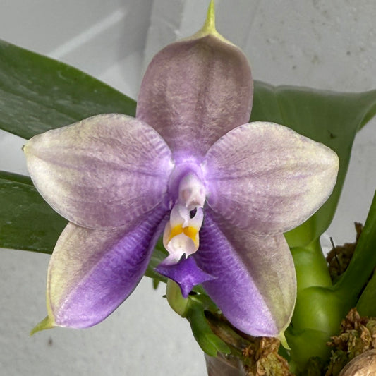 Phalaenopsis Mituo Corgi 250803-B Flowering