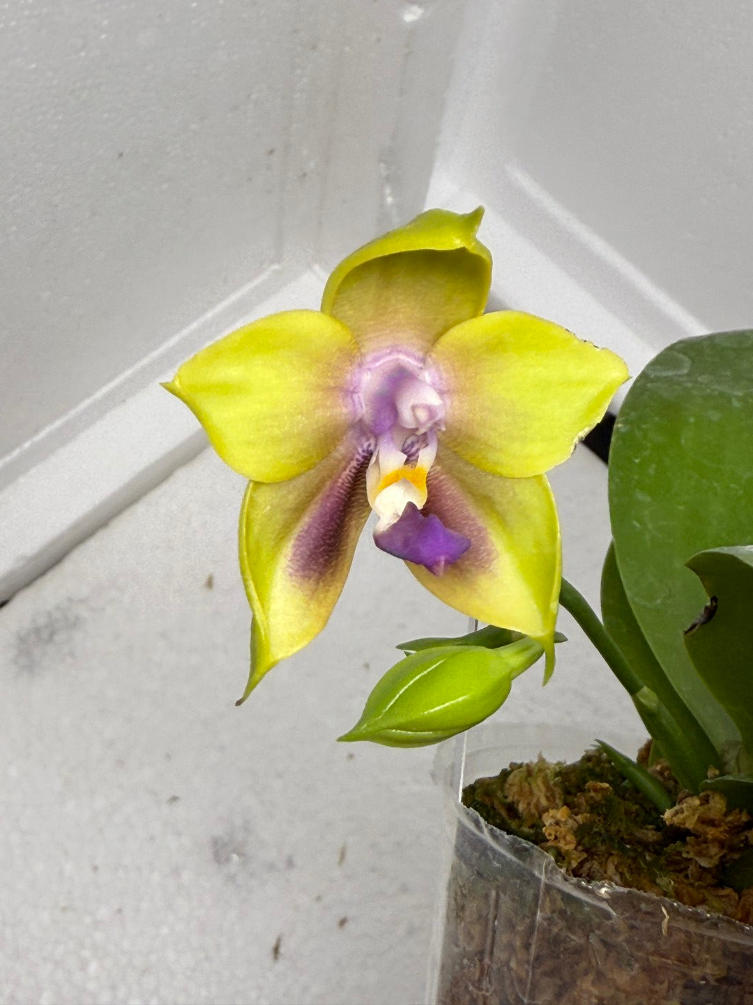 Phalaenopsis Mituo Corgi 250810 Flowering