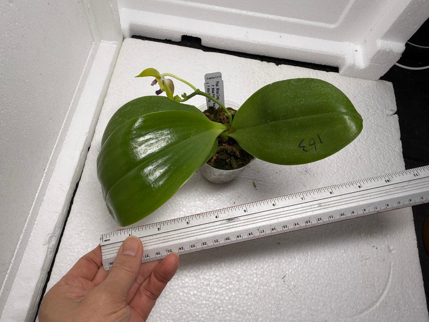 Phalaenopsis Mituo Corgi 250810 Flowering