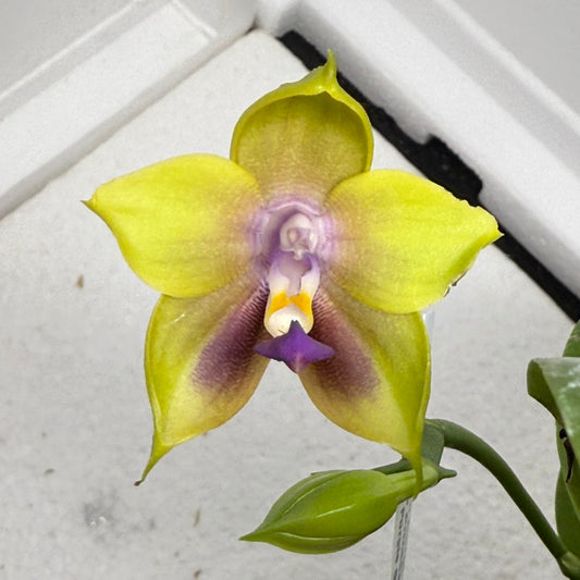 Phalaenopsis Mituo Corgi 250810 Flowering