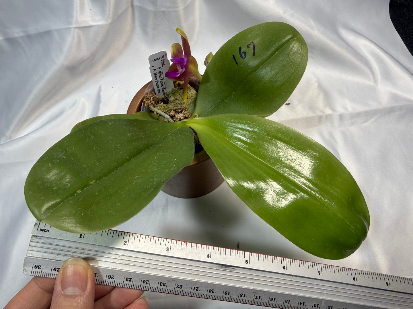 Phalaenopsis Mituo Prince x Mituo Purple Star 251207 Flowering