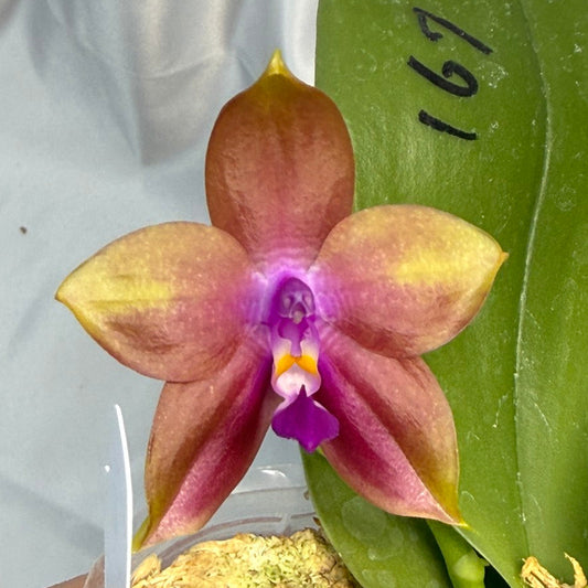 Phalaenopsis Mituo Prince x Mituo Purple Star 251207 Flowering