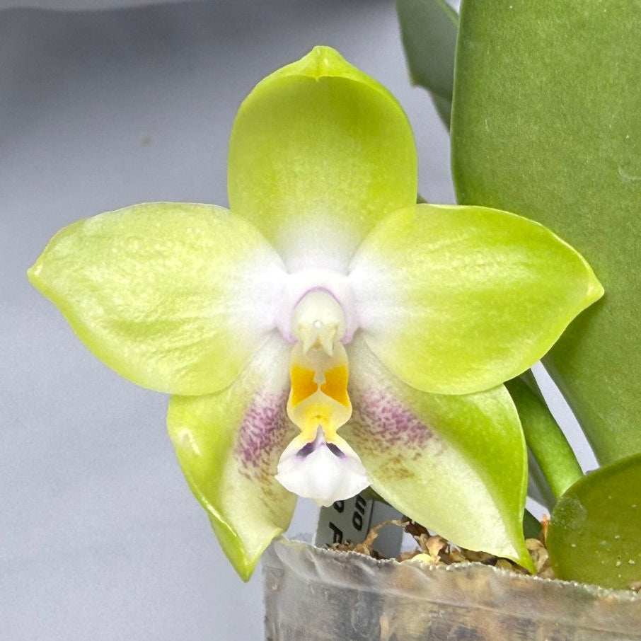Phalaenopsis Mituo Prince x Mituo Purple Star 251227 Flowering