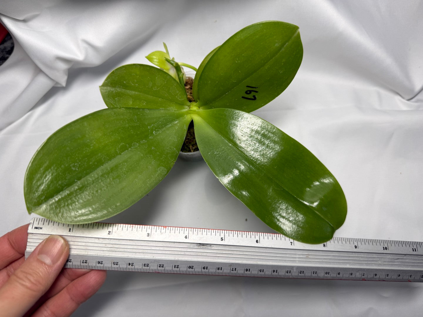 Phalaenopsis Mituo Prince x Mituo Purple Star 251227 Flowering