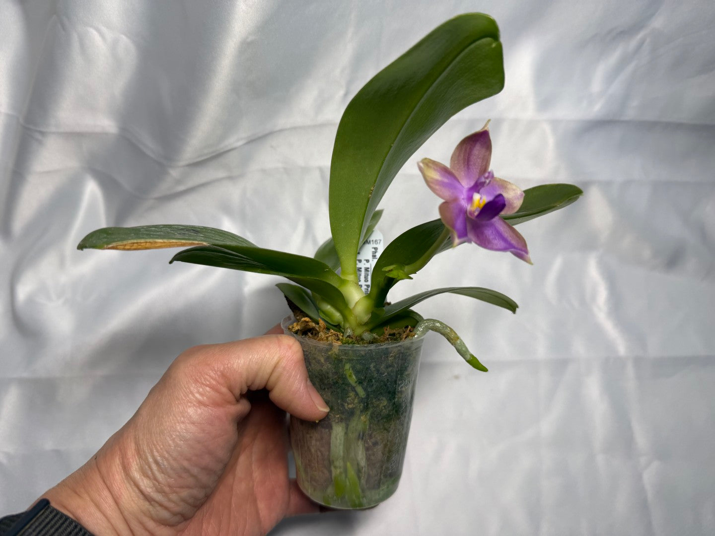 Phalaenopsis Mituo Prince x Mituo Purple Star 260301 Flowering