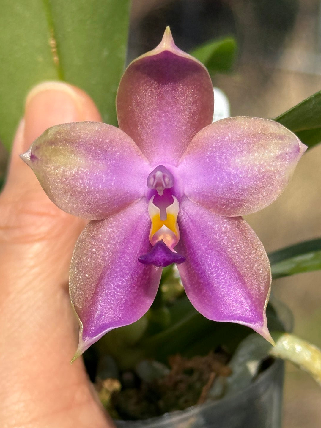 Phalaenopsis Mituo Prince x Mituo Purple Star 260301 Flowering