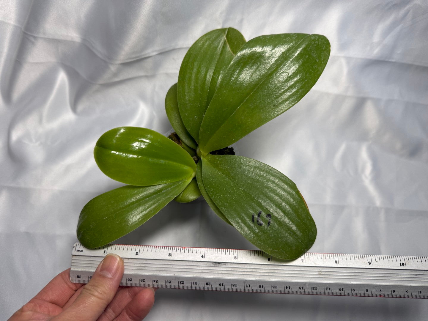 Phalaenopsis Mituo Prince x Mituo Purple Star 260301 Flowering