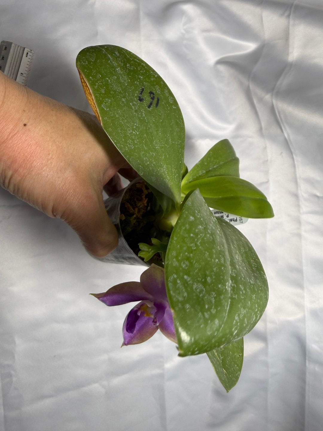 Phalaenopsis Mituo Prince x Mituo Purple Star 260301 Flowering