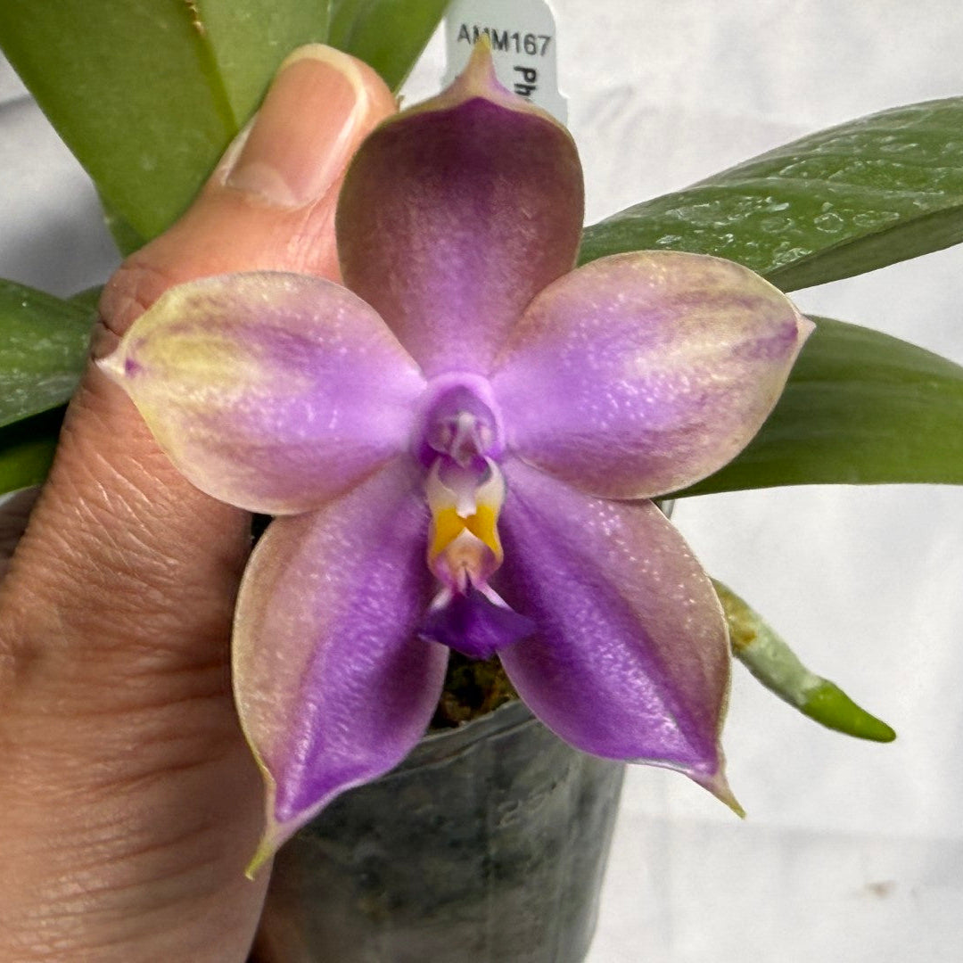 Phalaenopsis Mituo Prince x Mituo Purple Star 260301 Flowering