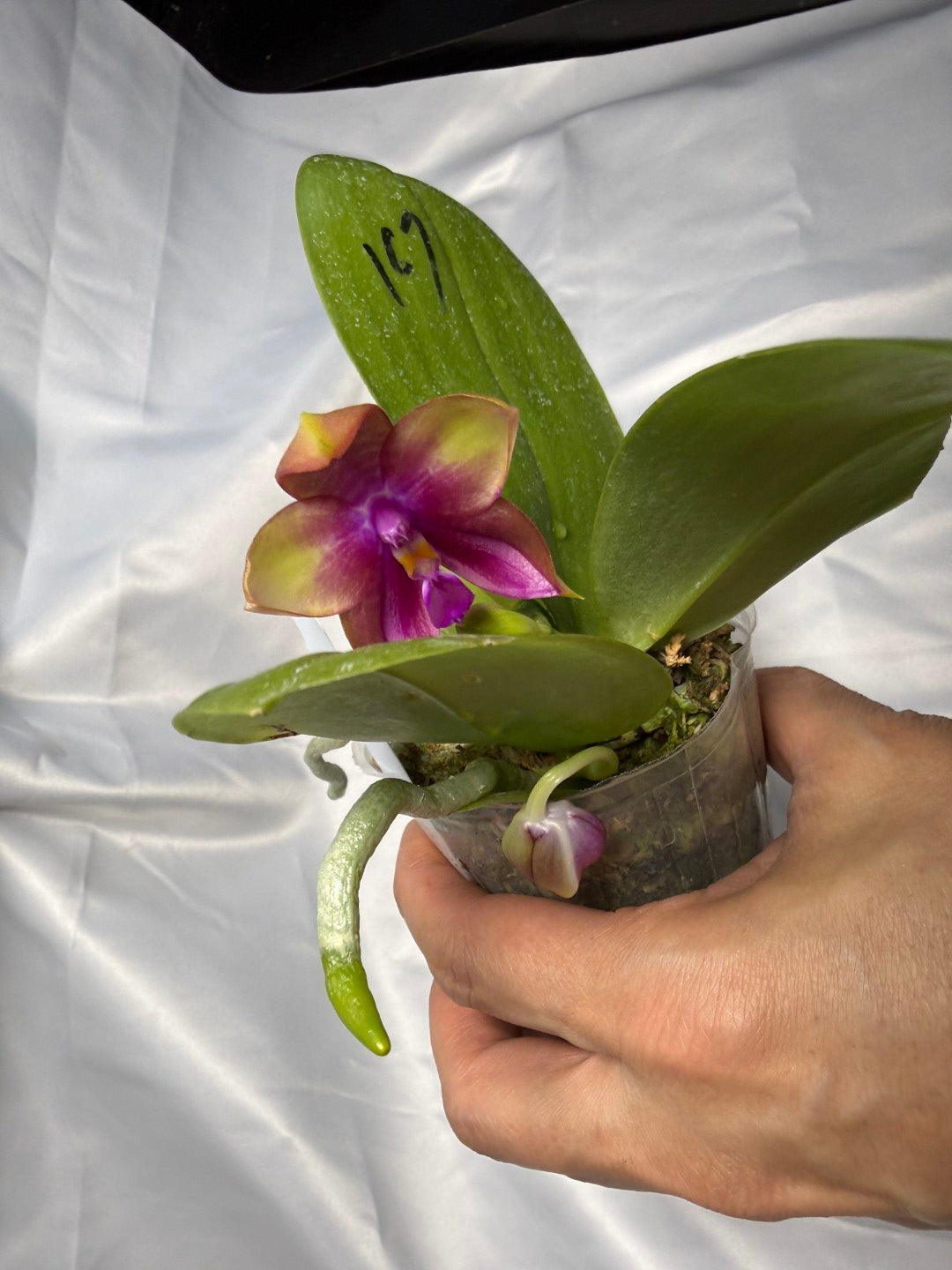 Phalaenopsis Mituo Prince x Mituo Purple Star 260308 Flowering