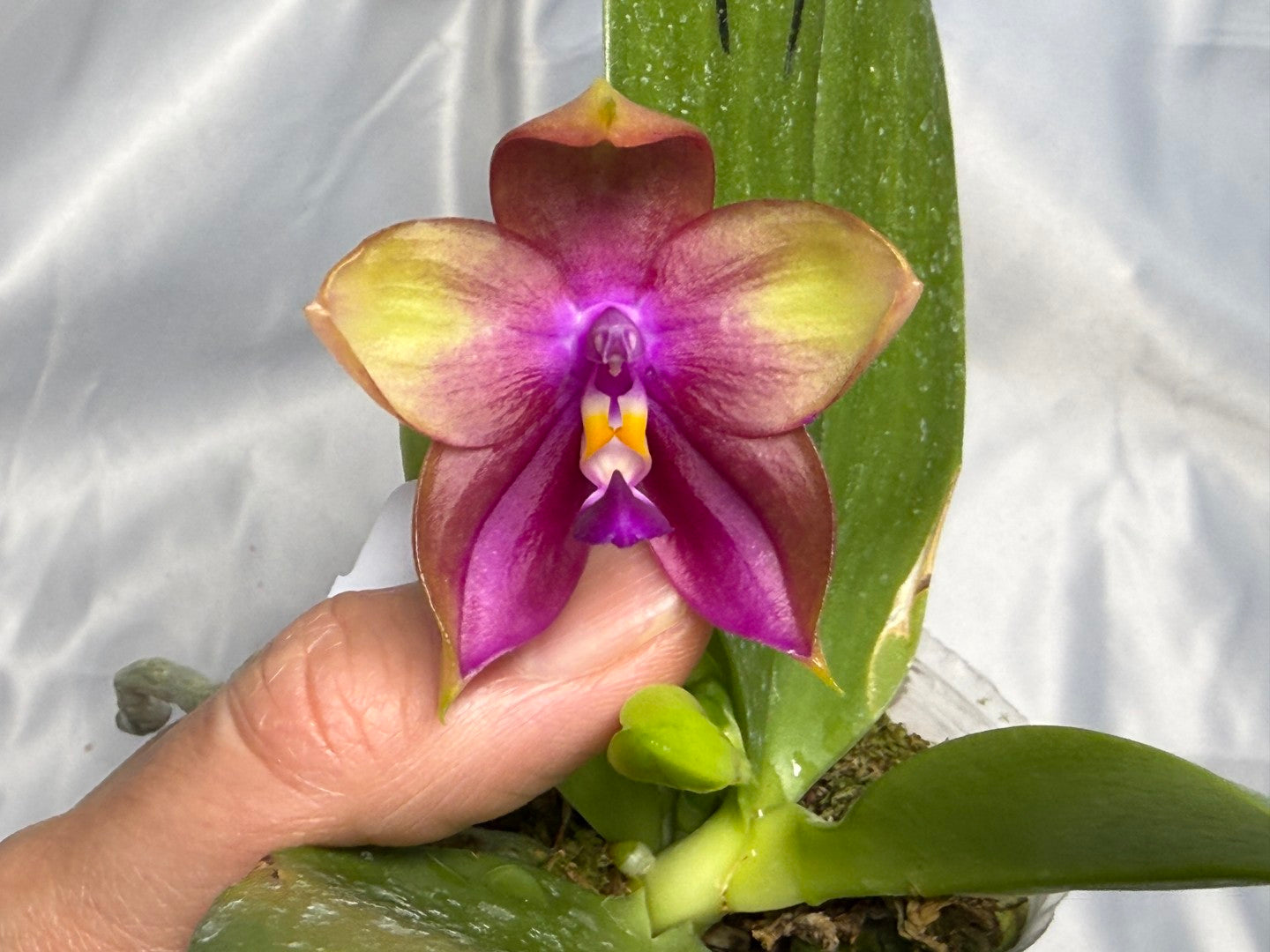 Phalaenopsis Mituo Prince x Mituo Purple Star 260308 Flowering